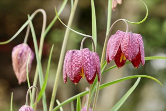 Snake's head fritillary (Fritillaria meleagris), flowers in a meadow, inflorescence, early bloomer,