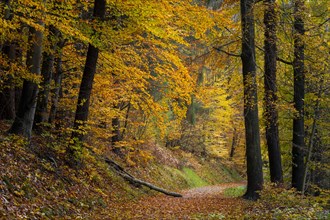A forest path in a mixed forest with many deciduous trees, including many beeches, in autumn.