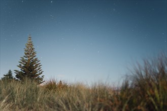 Night shot of a single fir tree surrounded by grasses under a starry sky