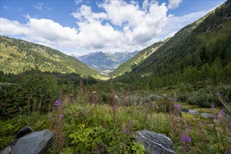 Mountain landscape with green meadows, purple flowering balsam and larch forest, Obergailtal,