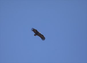 Black vulture or cinereous vulture (Aegypius monachus), Monfraguee National Park, Extremadura,