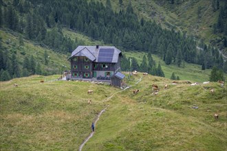 Cows on a mountain pasture, Alpine Club hut, Hochweisssteinhaus mountain hut, Carnic High Trail,