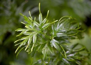 Spikemoss (Selaginella), Tortuguero National Park, Costa Rica, Central America