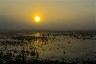 Fog in the moor at sunrise, reflection, Ochsenmoor, Lower Saxony, Germany, Europe