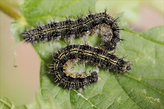 Small tortoiseshell (Nymphalis urticae, Aglais urticae), caterpillars, North Rhine-Westphalia,