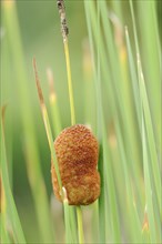 Small cattail or least bulrush (Typha minima), fruit stand, Austria, Europe