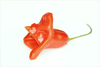 Pepper or bell chilli (Capsicum baccatum), fruit on a white background