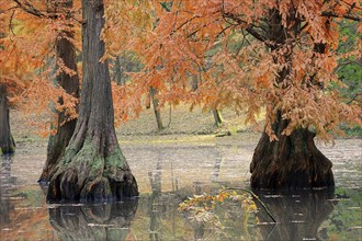 Bald cypress (Taxodium distichum) in autumn, North Rhine-Westphalia, Germany, Europe