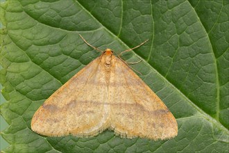 Scarce umber (Agriopis aurantiaria), male, North Rhine-Westphalia, Germany, Europe