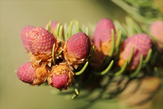 European spruce (Picea abies), flowers, North Rhine-Westphalia, Germany, Europe