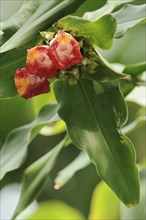 Ornamental ginger (Costus lucanusianus), flowers, native to Africa