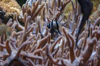 Angelfish (Pterophyllum scalareinmitten) of corals, zoo, Nuremberg, Middle Franconia, Bavaria,