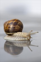 Vineyard snail (Helix pomatia) Reflection, water, crawling, Stuttgart, Baden-Wuerttemberg, Germany,