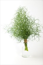 Bunch of fennel tied with hemp string in a glass bottle insulated on a white background and copy