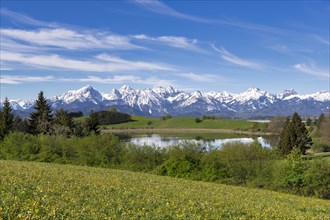 Mountain landscape, spring meadow near Fuessen, Schapfensee, dandelion, Allgaeu Alps, snow, forest,