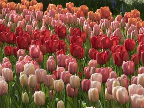 A field filled with red and pink tulips in full bloom, green foliage underneath, blooming tulips in