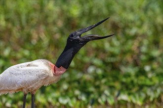 Jabiru (Jabiru mycteria) Pantanal Brazil