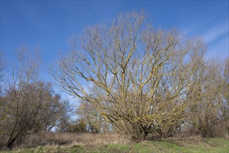 Willow (Salix) overgrown with common orange lichen (Xanthoria parietina), Thuringia, Germany,
