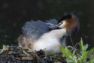 A resting great crested grebe (Podiceps cristatus) in the nest with a young bird in its plumage,