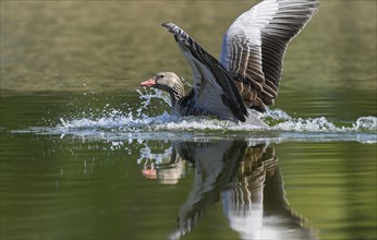 Greylag goose (Anser anser) landing on a pond, Thuringia, Germany, Europe