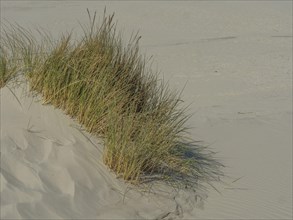 Close-up of grass growing on a sand dune by the sea, in a quiet coastal environment, beach and