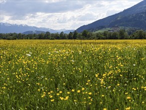 Flower meadow, Trautenfels Castle, snow-covered mountain peaks in the background, near Irdning,