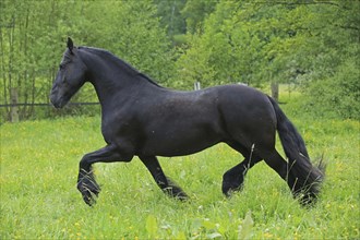 Friesian, Friesian horse