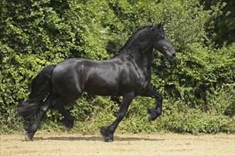 Friesian, Friesian horse