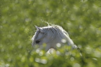 Andalusian, Andalusian horse, Antequera, Andalusia, Spain, Europe