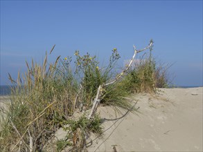 Barren plants on a sand dune under a cloudless sky, dunes and beach by the sea with dune grass and