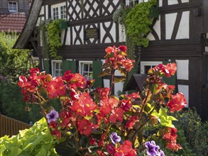Half-timbered house with white and brown beams, surrounded by blooming red flowers and green