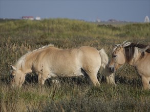 Two horses grazing peacefully in a meadow, horses on salt marsh by the sea under blue sky, equidae,