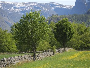 Green meadows and trees in front of mountains with white snow remains under blue sky, stone wall in