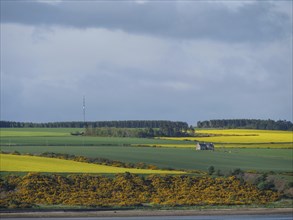 Rural scene with a small house and fields on a hill under a cloudy sky, blooming yellow fields on