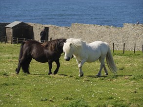 A black and a white pony move on a green pasture in front of a stone wall and the sea, black and