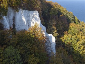 Steep cliffs lined with autumn trees, overlooking the ocean, autumn foliage and white rocks on the