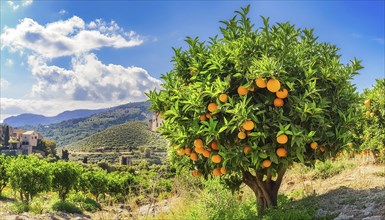 Orange tree with ripe fruit in a Mediterranean landscape AI generated, AI generated