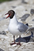Calling Black-headed Black-headed Gull (Larus ridibundus) also in breeding plumage, North Sea