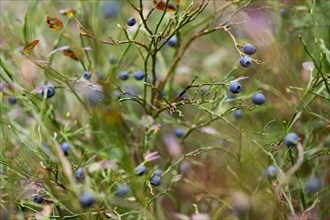European blueberry (Vaccinium myrtillus), blueberries, Sweden, Europe
