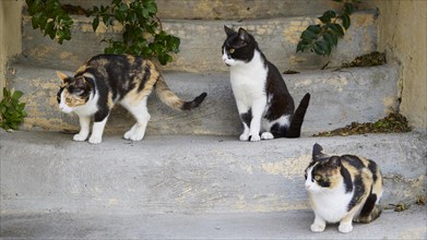 Three cats on a stone staircase, playing and paying attention to their surroundings, near Grand