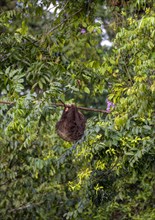 Linnaeus's two-toed sloth (Choloepus didactylus) hanging from a thin branch in a tree, Tortuguero
