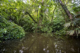 Dense rainforest and river landscape, green vegetation in the tropical rainforest reflected in the