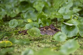 Northern spectacled caiman (Caiman crocodilus) lying in the water, head above water, among aquatic
