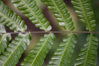 Detail of a fern leaf, Tortuguero National Park, Costa Rica, Central America