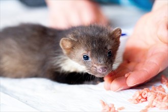 Beech marten (Martes foina), practical animal welfare, young animal gets food from hand in a