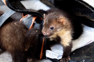 Beech marten (Martes foina), practical animal welfare, two young animals leave transport box in a