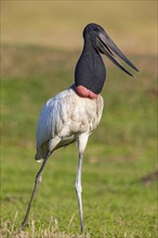 Jabiru (Jabiru mycteria) Pantanal Brazil