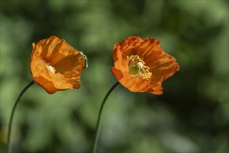 Welsh poppy (Meconopsis cambrica), Emsland, Lower Saxony, Germany, Europe