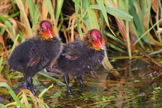 Eurasian Coot, coot rail, (Fulica atra), two chicks standing in a wet meadow, Ochsenmoor, spring,
