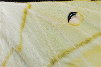 Indian luna moth (Actias selene), wing detail, captive, occurrence in Asia